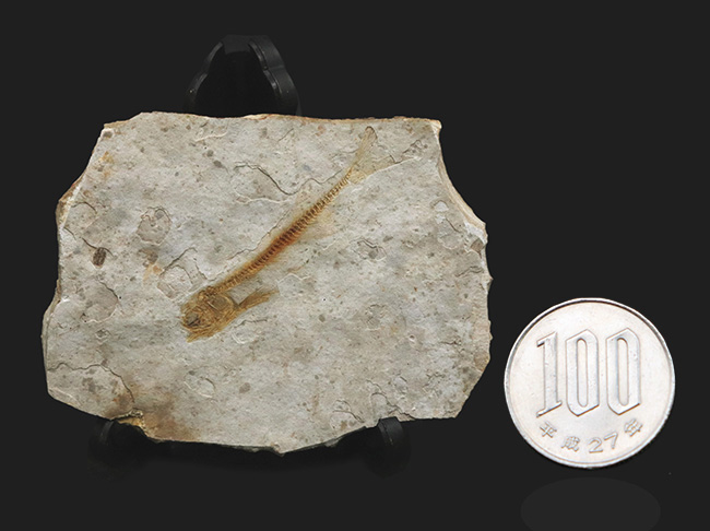 恐竜時代の絶滅古代魚、中国遼寧省産のリコプテラ(Lycoptera)の化石(その9)
