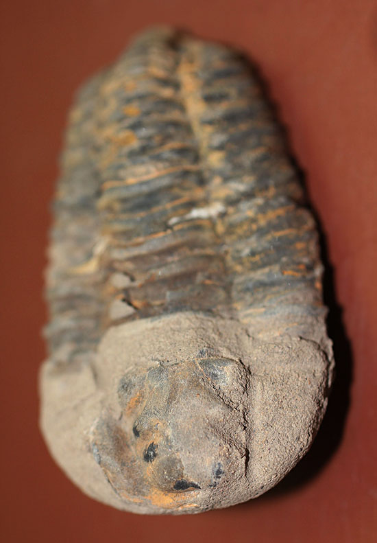 大きい！初期（およそ４億５千万年前）の三葉虫、オルドビス紀モロッコ産三葉虫ディアカリメネ（その1）