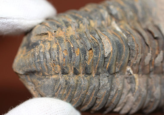 大きい！初期（およそ４億５千万年前）の三葉虫、オルドビス紀モロッコ産三葉虫ディアカリメネ（その10）