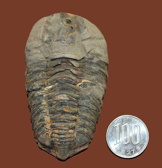 大きい！初期（およそ４億５千万年前）の三葉虫、オルドビス紀モロッコ産三葉虫ディアカリメネ（その11）