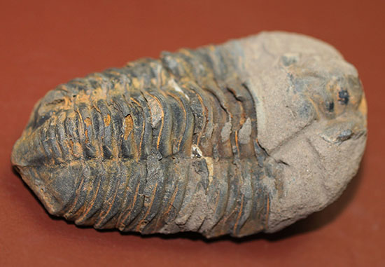 大きい！初期（およそ４億５千万年前）の三葉虫、オルドビス紀モロッコ産三葉虫ディアカリメネ（その2）