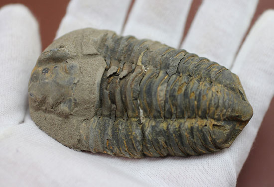 大きい！初期（およそ４億５千万年前）の三葉虫、オルドビス紀モロッコ産三葉虫ディアカリメネ（その3）