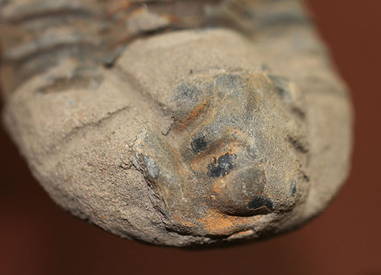 大きい！初期（およそ４億５千万年前）の三葉虫、オルドビス紀モロッコ産三葉虫ディアカリメネ（その6）