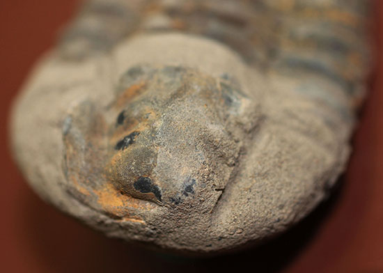 大きい！初期（およそ４億５千万年前）の三葉虫、オルドビス紀モロッコ産三葉虫ディアカリメネ（その7）