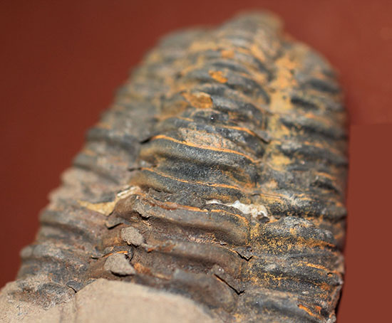 大きい！初期（およそ４億５千万年前）の三葉虫、オルドビス紀モロッコ産三葉虫ディアカリメネ（その8）
