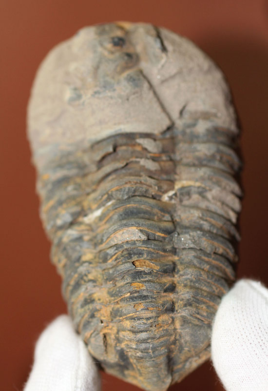 大きい！初期（およそ４億５千万年前）の三葉虫、オルドビス紀モロッコ産三葉虫ディアカリメネ（その9）