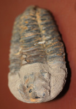 大きい！初期（およそ４億５千万年前）の三葉虫、オルドビス紀モロッコ産三葉虫ディアカリメネ