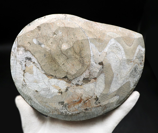 直径１６７ミリ！大きい！特徴的な縫合線を有する、「いかにも」なゴニアタイト（Goniatite）の化石（その4）