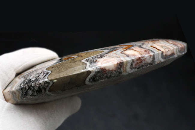 直径167ミリ！大きい！特徴的な縫合線を有する、「いかにも」な