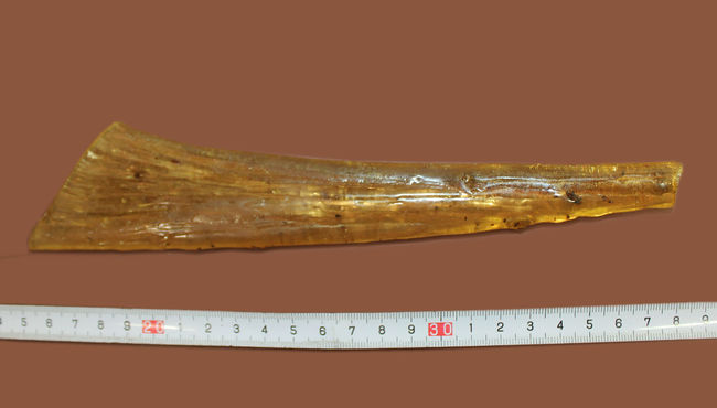 23センチのビッグ標本!大きなクモを内包した、マダガスカル産コーパル化石(Copal)。その他羽虫、アリなど総勢40匹以上の虫が包まれています。(その10)