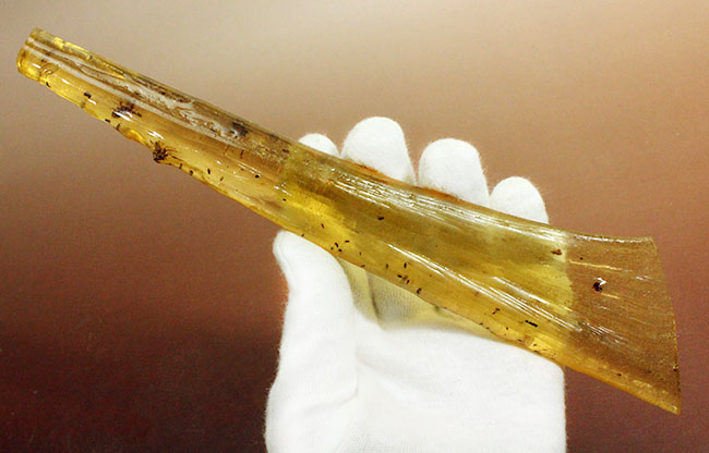 23センチのビッグ標本!大きなクモを内包した、マダガスカル産コーパル化石(Copal)。その他羽虫、アリなど総勢40匹以上の虫が包まれています。(その2)