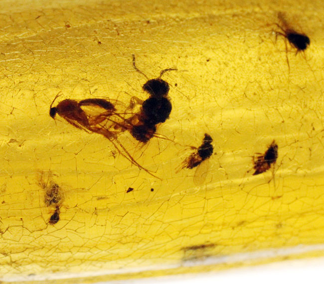 23センチのビッグ標本!大きなクモを内包した、マダガスカル産コーパル化石(Copal)。その他羽虫、アリなど総勢40匹以上の虫が包まれています。(その4)