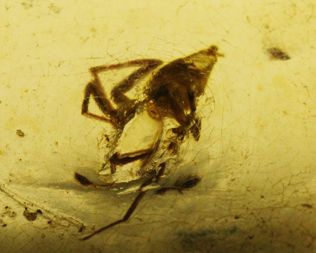 ２３センチのビッグ標本！大きなクモを内包した、マダガスカル産コーパル化石(Copal)。その他羽虫、アリなど総勢４０匹以上の虫が閉じ込められています。（その6）