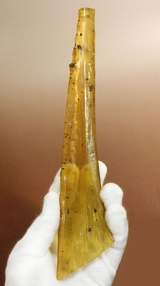 23センチのビッグ標本!大きなクモを内包した、マダガスカル産コーパル化石(Copal)。その他羽虫、アリなど総勢40匹以上の虫が包まれています。(その7)