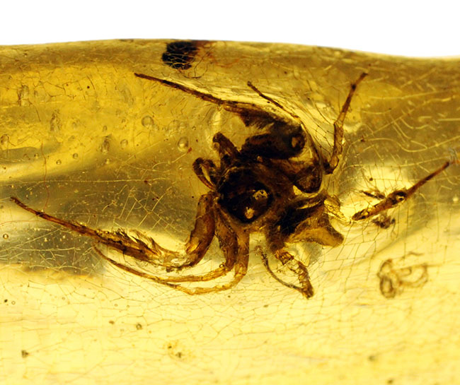 ２３センチのビッグ標本！大きなクモを内包した、マダガスカル産コーパル化石(Copal)。その他羽虫、アリなど総勢４０匹以上の虫が閉じ込められています。（その8）