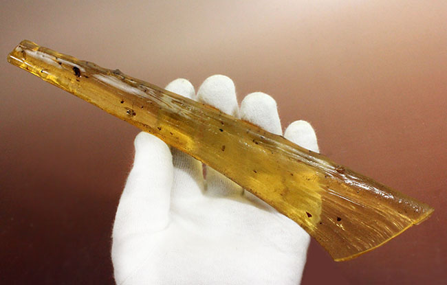 23センチのビッグ標本!大きなクモを内包した、マダガスカル産コーパル化石(Copal)。その他羽虫、アリなど総勢40匹以上の虫が包まれています。(その9)