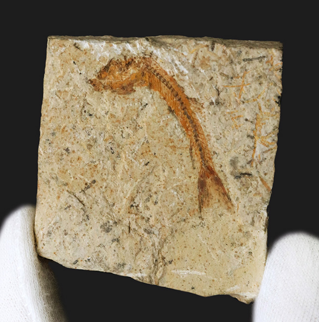 ５センチ級！ブラジル産、およそ１億年前の古代魚、ダスティルベ（Dastilbe）の化石（その1）