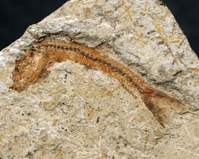 5センチ級!ブラジル産、およそ1億年前の古代魚、ダスティルベ(Dastilbe)の化石(その2)