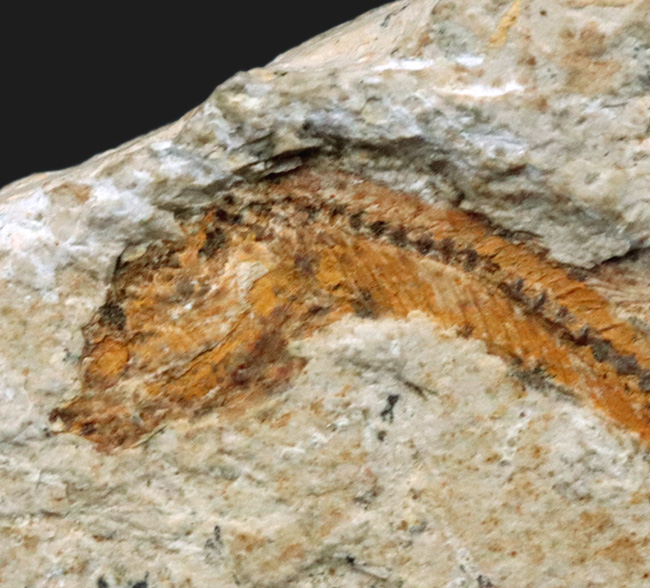 ５センチ級！ブラジル産、およそ１億年前の古代魚、ダスティルベ（Dastilbe）の化石（その3）