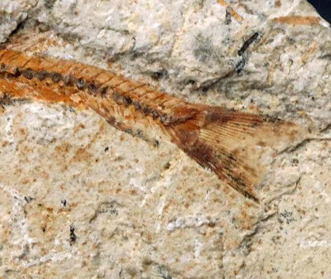 5センチ級!ブラジル産、およそ1億年前の古代魚、ダスティルベ(Dastilbe)の化石(その4)