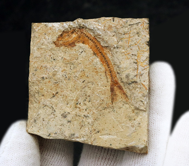 5センチ級!ブラジル産、およそ1億年前の古代魚、ダスティルベ(Dastilbe)の化石(その5)