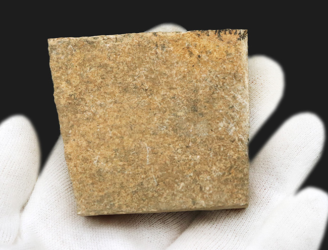 5センチ級!ブラジル産、およそ1億年前の古代魚、ダスティルベ(Dastilbe)の化石(その6)
