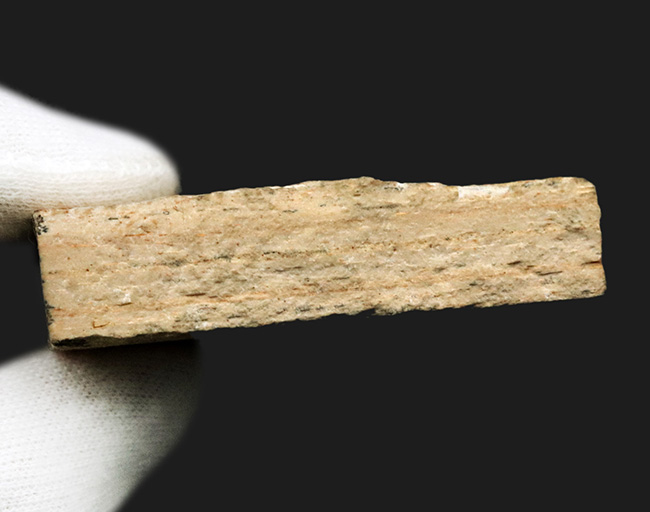 5センチ級！ブラジル産、およそ1億年前の古代魚、ダスティルベ