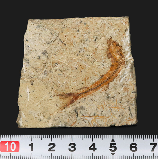 5センチ級!ブラジル産、およそ1億年前の古代魚、ダスティルベ(Dastilbe)の化石(その8)