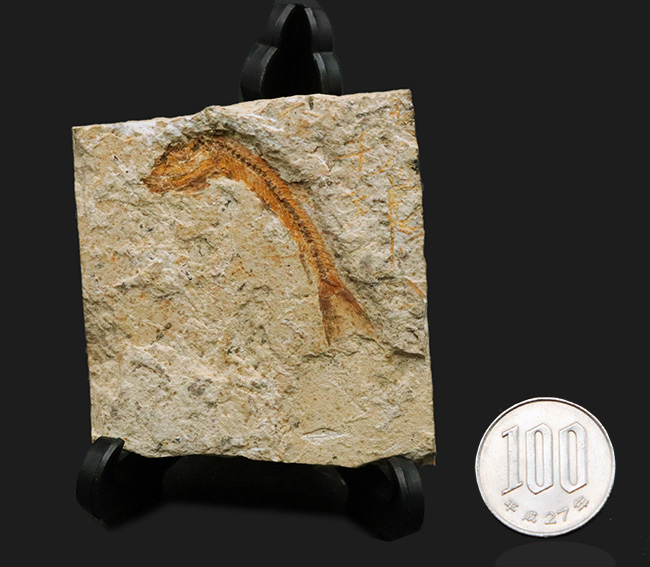 5センチ級!ブラジル産、およそ1億年前の古代魚、ダスティルベ(Dastilbe)の化石(その9)