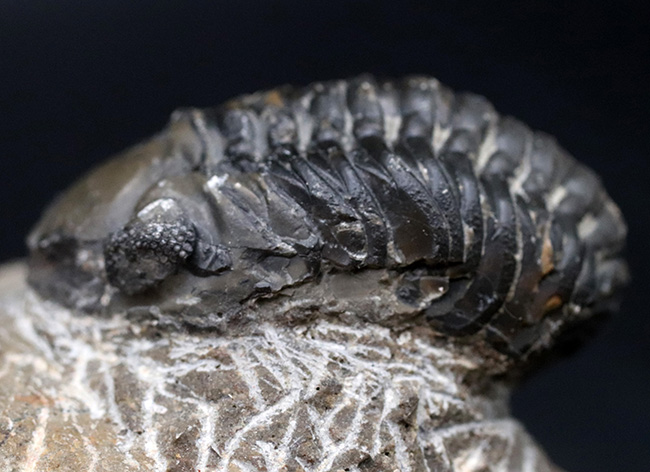 大きな頭鞍部が特徴的、モロッコ産のデボン紀の三葉虫、リードプス（Reedops）（その2）