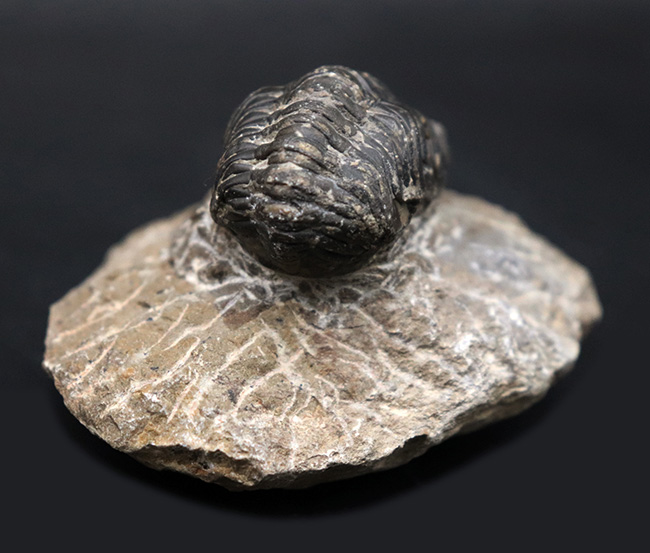 大きな頭鞍部が特徴的、モロッコ産のデボン紀の三葉虫、リードプス(Reedops)(その3)