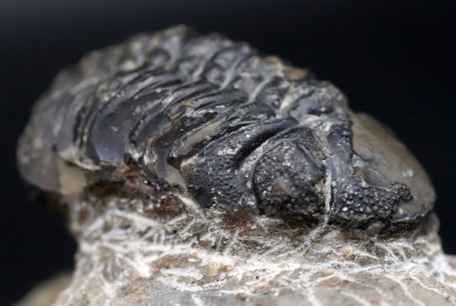 大きな頭鞍部が特徴的、モロッコ産のデボン紀の三葉虫、リードプス（Reedops）（その5）