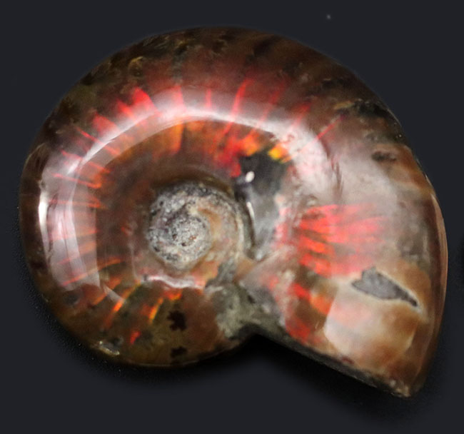 両面同等に濃く光る！遊色アンモナイト、クレオニセラス（Cleoniceras）の化石（その1）