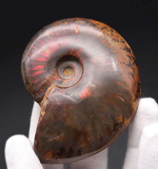 赤い遊色が保存されたマダガスカルのアンモナイト、クレオニセラス(Cleoniceras)の化石(その3)