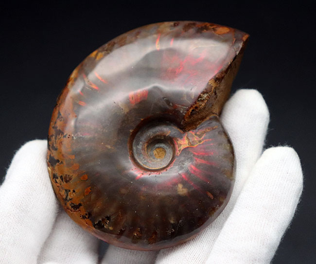 赤い遊色が保存されたマダガスカルのアンモナイト、クレオニセラス(Cleoniceras)の化石(その5)