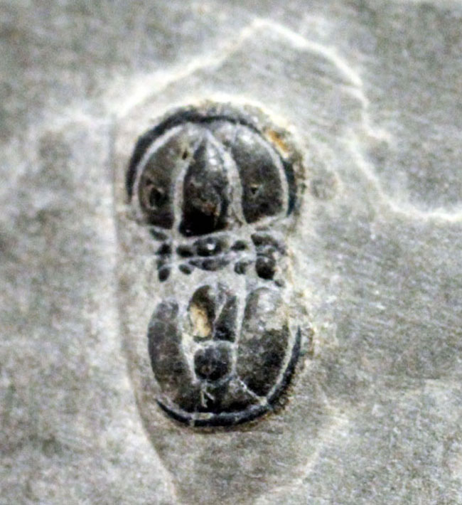 他とは一線を画した三葉虫、ぺロノプシス(Peronopsis sp.)。展示スタンド付き。(その6)