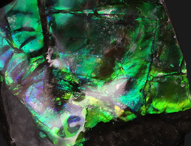ブリリアントカラー!まばゆいばかりに輝く、宝石アンモライト(Ammolite)のピース(その2)