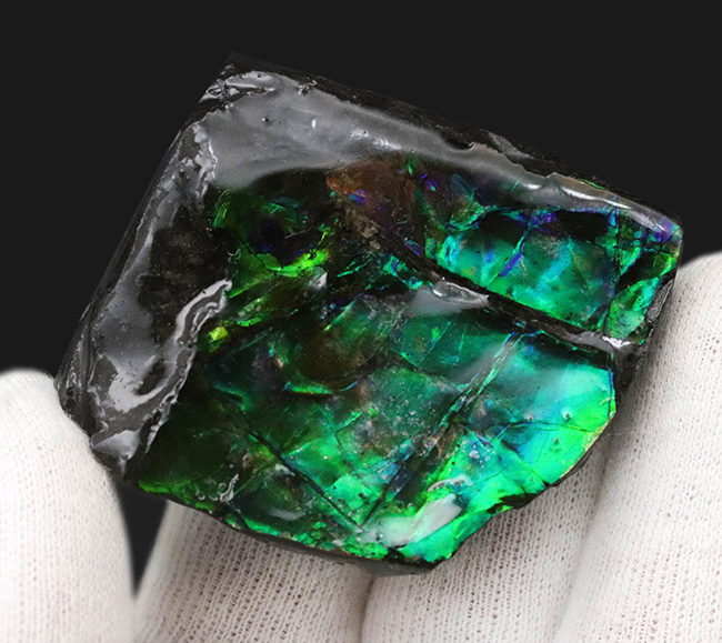ブリリアントカラー!まばゆいばかりに輝く、宝石アンモライト(Ammolite)のピース(その3)