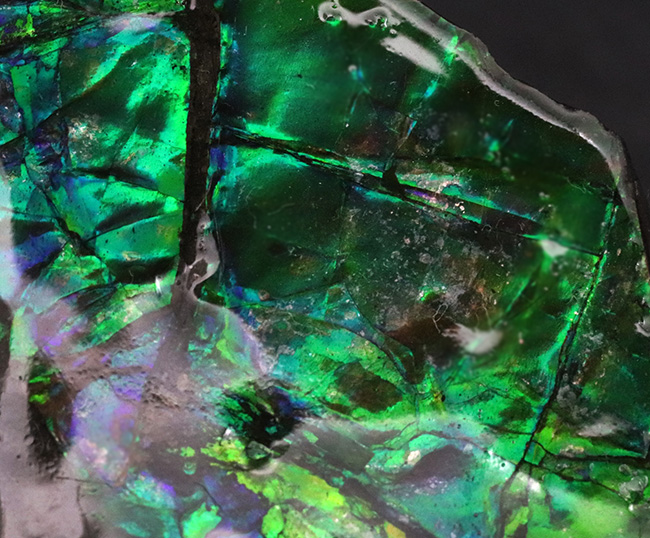 ブリリアントカラー!まばゆいばかりに輝く、宝石アンモライト(Ammolite)のピース(その4)