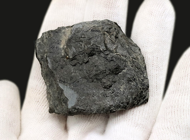 ブリリアントカラー!まばゆいばかりに輝く、宝石アンモライト(Ammolite)のピース(その5)