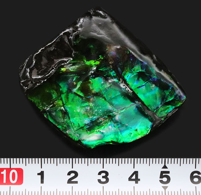 ブリリアントカラー！まばゆいばかりに輝く、宝石アンモライト（Ammolite）のピース（その7）