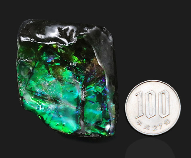 アンモライト 大型ジェムコレクション ブリリアントカラー発色+ブライトレッド オレンジ グリーン カラーチェンジャー 標本 化石 年末SALE 太古の海が遺した奇跡の宝石・アンモライト｜悠久の時に育まれた虹色の