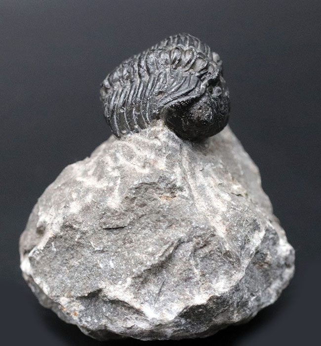 可愛らしいフォルムにご注目ください!およそ4億年前の三葉虫、リードプス(Reedops)の化石(その1)