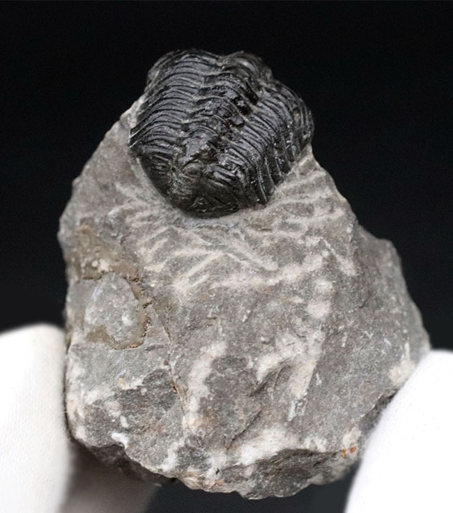 可愛らしいフォルムにご注目ください!およそ4億年前の三葉虫、リードプス(Reedops)の化石(その10)