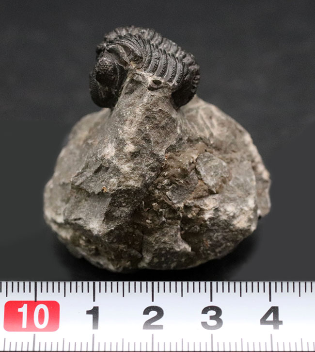 可愛らしいフォルムにご注目ください!およそ4億年前の三葉虫、リードプス(Reedops)の化石(その11)