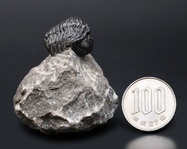 可愛らしいフォルムにご注目ください!およそ4億年前の三葉虫、リードプス(Reedops)の化石(その12)