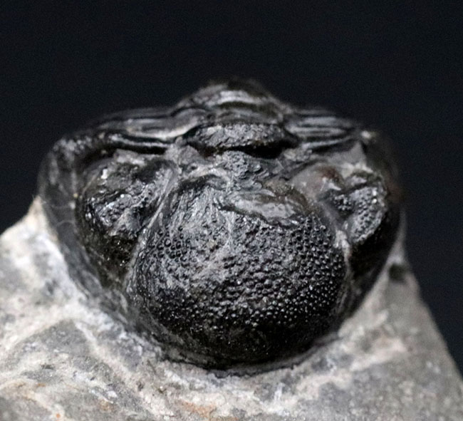 可愛らしいフォルムにご注目ください!およそ4億年前の三葉虫、リードプス(Reedops)の化石(その2)