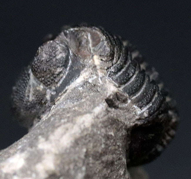 可愛らしいフォルムにご注目ください！およそ４億年前の三葉虫、リードプス（Reedops）の化石（その3）