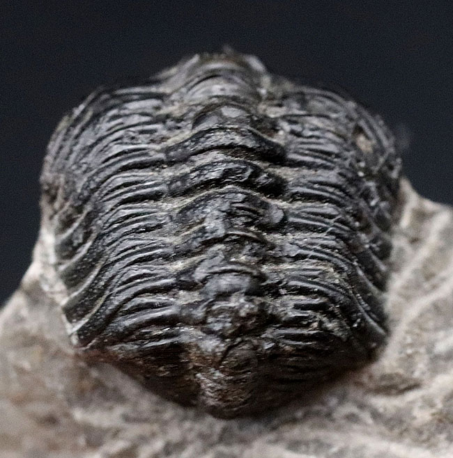 可愛らしいフォルムにご注目ください！およそ４億年前の三葉虫、リードプス（Reedops）の化石（その4）