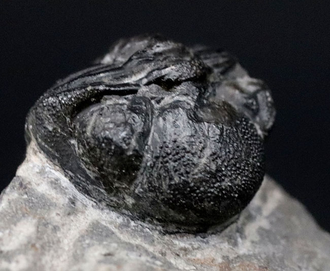 可愛らしいフォルムにご注目ください！およそ４億年前の三葉虫、リードプス（Reedops）の化石（その8）
